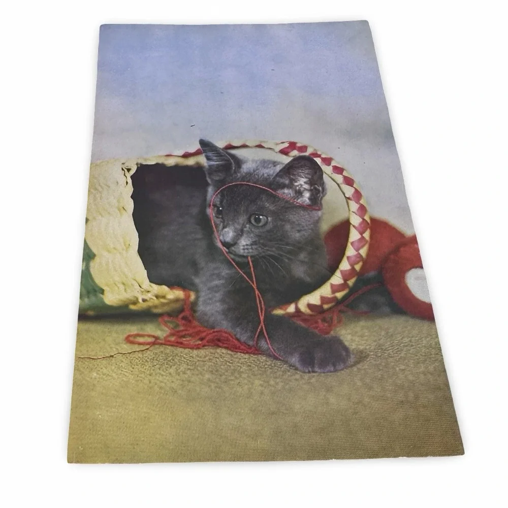Unused Vintage Gray Kitten Postcard 60s Clara Faulkner Mike Roberts C3677G gray